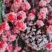 Decorazione Fuoriporta Bacche rosse (cm 70)