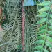 Decorazione Fuoriporta Abete verde (cm 80)