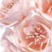 Decorazione pick Ranuncolo rosa - ø 3,5cm (6pz)