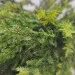 Ghirlanda "Tralci Foliage" verde naturale 