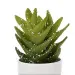 cactus succulenta