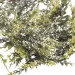 Ghirlanda "Tralci Foliage" verde Glitterato (cm150)