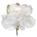 Pick Fiore Peonia grande con pistilli e foglie Colore Bianco-04