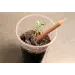 Matita Sprout piantabile 